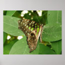 Suche nach lepidoptera poster Insekten