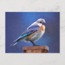 Recherche de portraits femelles cartes postales Pour tous