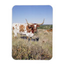 Recherche de texas magnets L'amérique