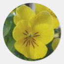 Recherche de pansement autocollants Floral