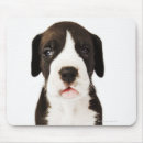 Suche nach harlekin mousepads Studioschuß