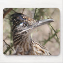 Recherche de un plus grand roadrunner Oiseau