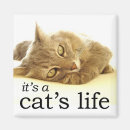 Recherche de minou de sommeil Paresseux