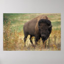 Recherche de buffle indien posters Indiens