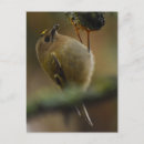 Recherche de dore cartes postales Oiseau