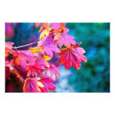 Suche nach ahorne poster Japanischer ahorn