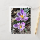 Suche nach krokus postkarten Lila