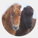 Suche nach isländisches pferd aufkleber Kalt