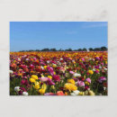 Recherche de beautiful cartes postales Flowers
