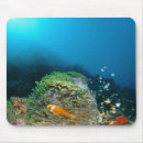 Suche nach malediven mousepads Meereswelt