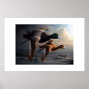 Recherche de canard en vol posters Nature