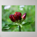 Suche nach sorten poster Botanisch