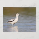 Suche nach watts postkarten Vogelvogel