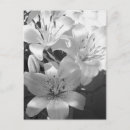 Recherche de lis cartes postales Blanc