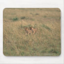 Suche nach löwe afrika mousepads Horizontal