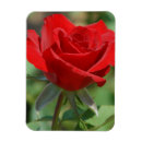Suche nach zerbrechlich magnete Blume