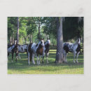 Suche nach paint horse postkarten Stehend