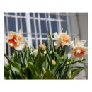Suche nach narzissen poster Daffodien