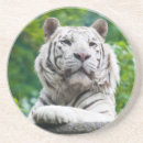 Recherche de tigre blanc dessous de verres Gros plan