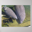Recherche de manatee posters Mammifère