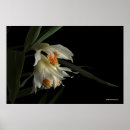 Suche nach weiße orchideen poster Blumen