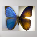 Suche nach brauner schmetterling poster Fotografie