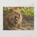 Recherche de okavango cartes postales Nature