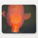 Suche nach karpfen postkarten Orange