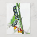 Suche nach wunder postkarten Schmetterling