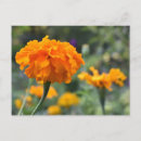 Suche nach marigold postkarten Orange