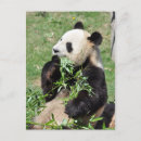 Suche nach panda postkarten Bamboo
