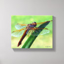 Suche nach libellen poster leinwandbilder Insekten