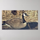 Suche nach kanada gans poster Natur