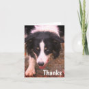 Recherche de élevage photographie Animal
