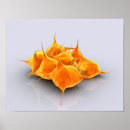 Recherche de cytologie posters Hématologie