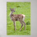 Recherche de bambi posters Animaux
