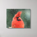 Suche nach singvögel leinwandbilder Tulpen rot