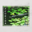 Suche nach alligatoren postkarten Florida