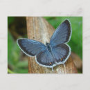 Suche nach coole schmetterlinge postkarten Natur
