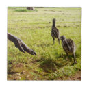 Suche nach emu fliesen Tierwelt