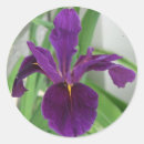 Suche nach lila iris aufkleber Pflanze