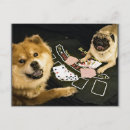 Suche nach chow welpe postkarten Hund