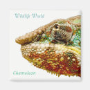 Suche nach chamäleon magnete Wald