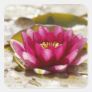 Suche nach rosa wasserlilien aufkleber Teich