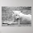 Recherche de photographie de loup posters Animal