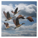 Suche nach gans fliesen Geflügel