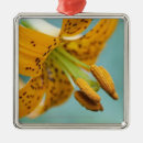 Suche nach fäden ornamente Faden