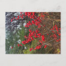 Recherche de houx cartes postales Baie