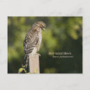 Recherche de buse cartes postales Animaux