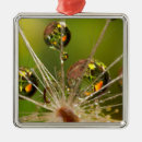Suche nach faden ornamente Blume